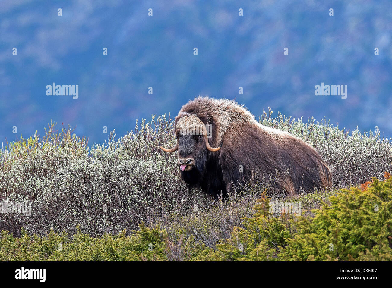 Moschusochse (Ovibos moschatus) muskox Stock Photo