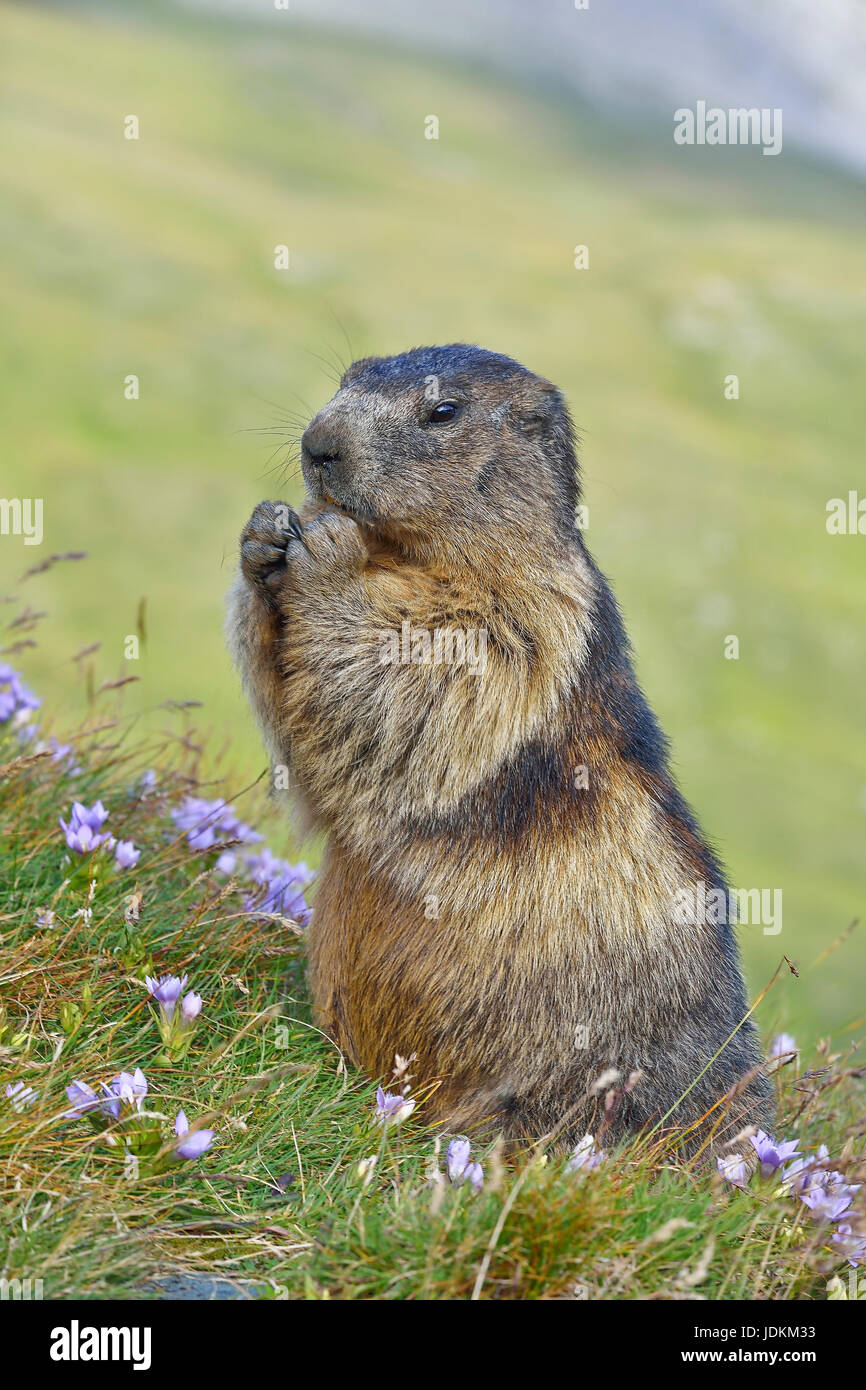 Murmeltier, Alpenmurmeltier, (Marmota marmota) Stock Photo