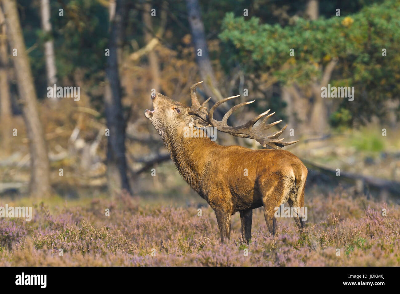 Rothirsch (Cervus elaphus) Stock Photo