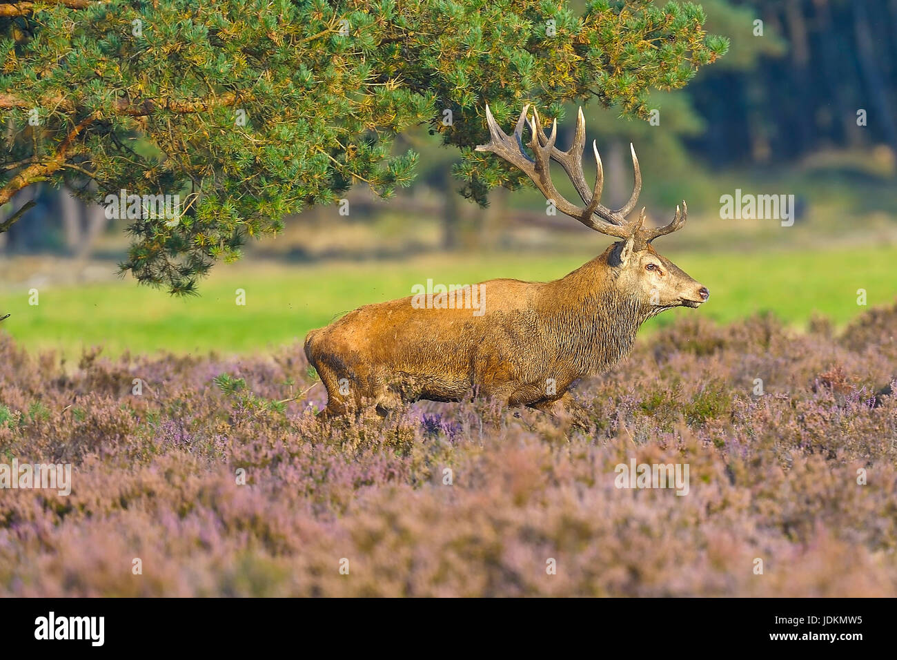 Rothirsch (Cervus elaphus) Red Deer Stock Photo