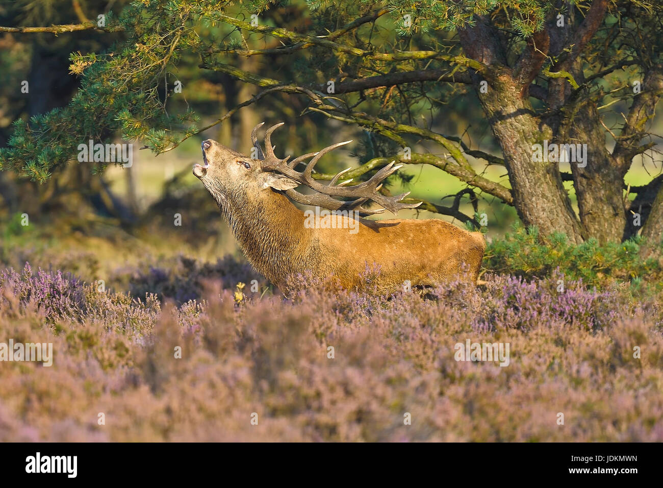 Rothirsch (Cervus elaphus) Red Deer Stock Photo