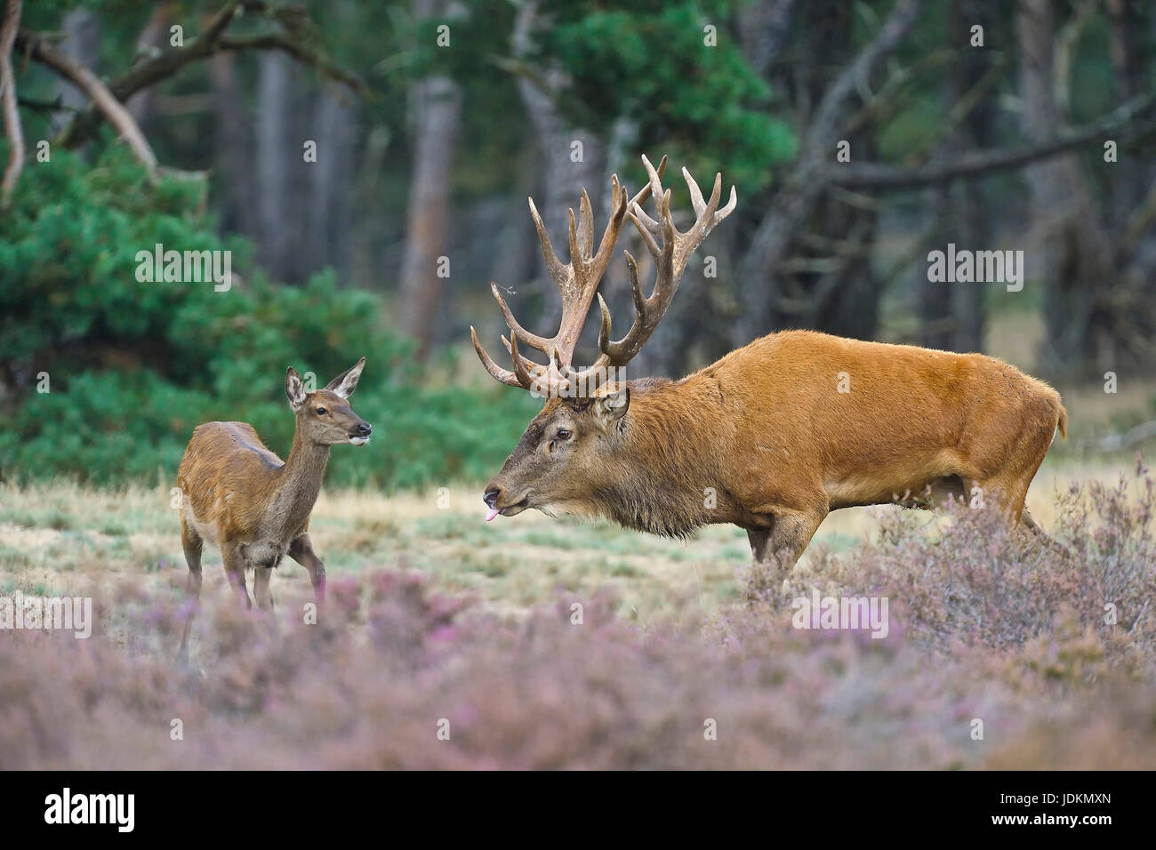 Rothirsch (Cervus elaphus) Red Deer Stock Photo