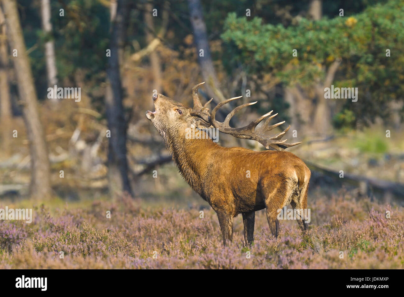 Rothirsch (Cervus elaphus) Red Deer Stock Photo
