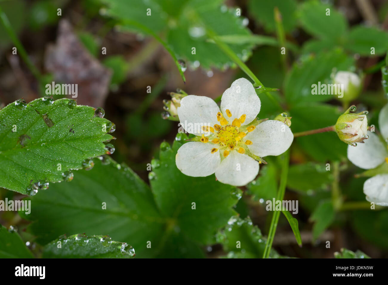 Wild flower berry hi-res stock photography and images - Alamy