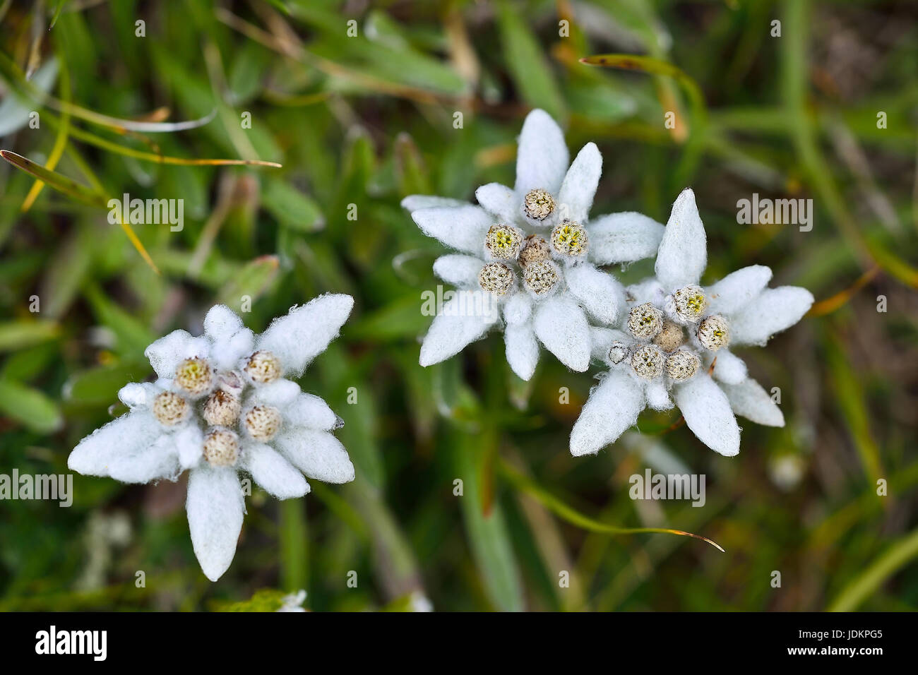 Edelweiss Leontopodium Alpinum Edelweiss Stock Photo Alamy edelweiss-leontopodium-alpinum-edelweiss-stock-photo-alamy
