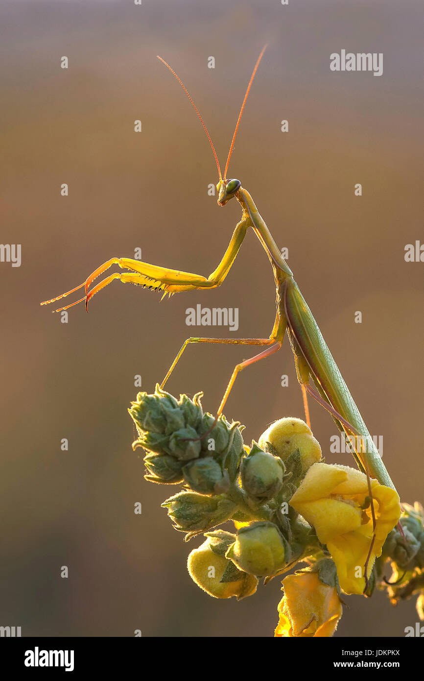 Gottesanbeterin (Mantis religiosa) Stock Photo