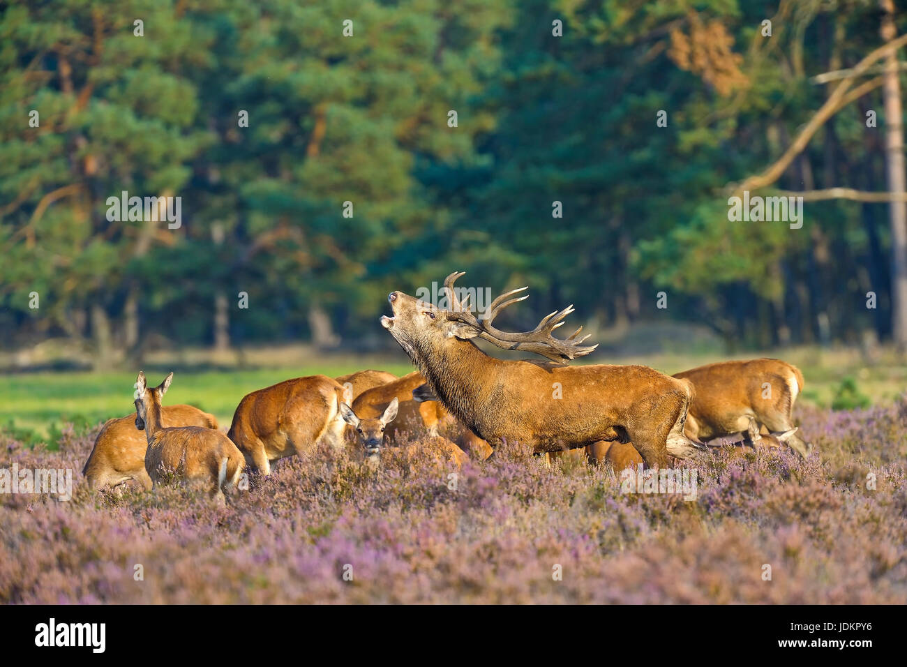 Rufender Rothirsch in der Brunftzeit,(Cervus elaphus) Stock Photo