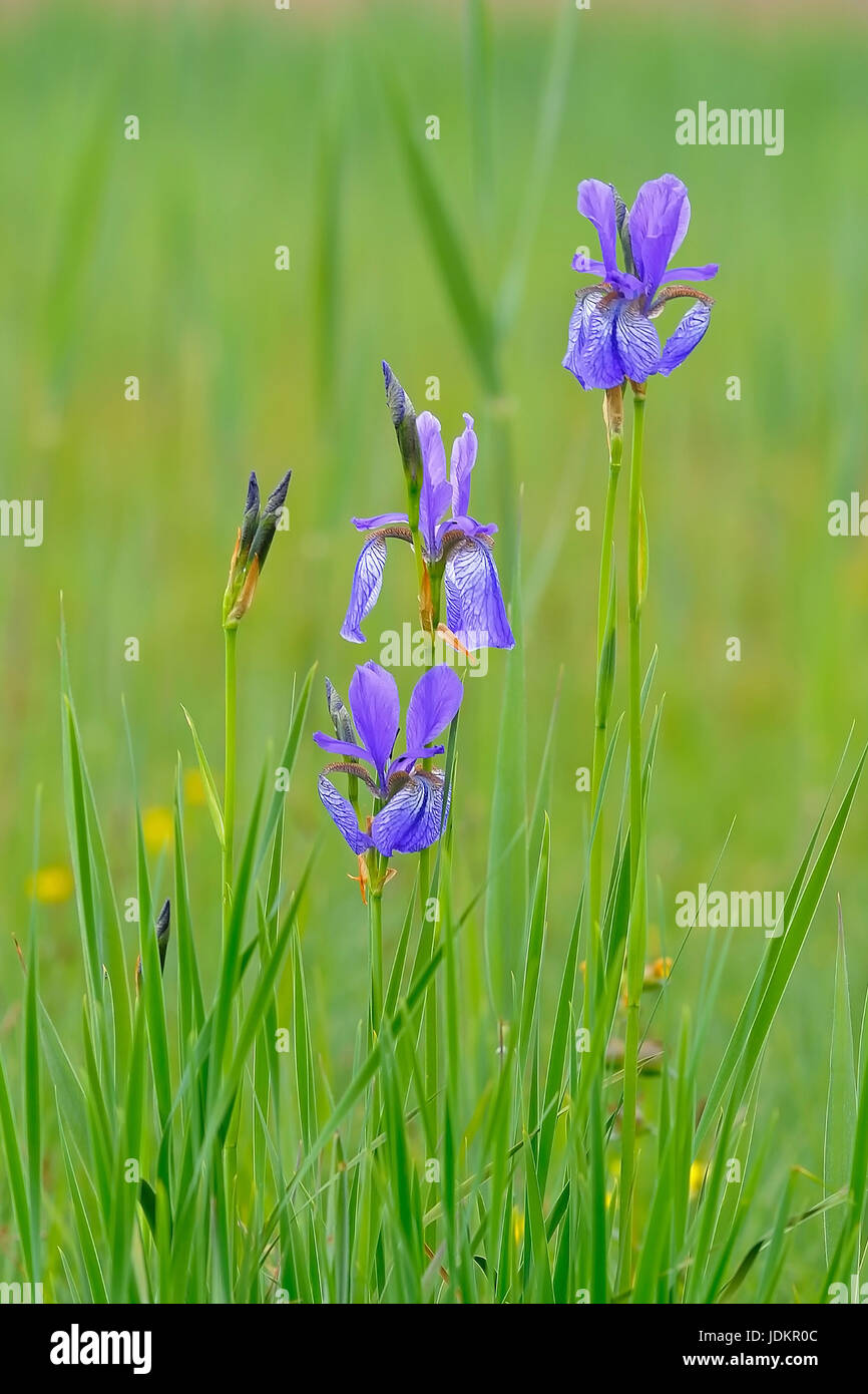 Blaue Schwertlilie (Irsis sibirica) Stock Photo
