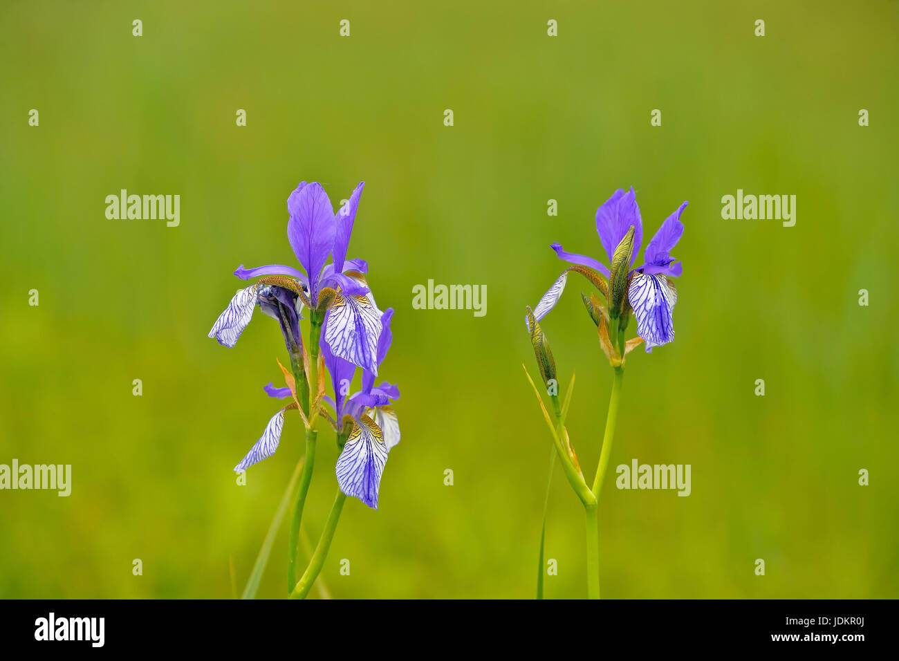 Blaue Schwertlilie (Irsis sibirica) Stock Photo