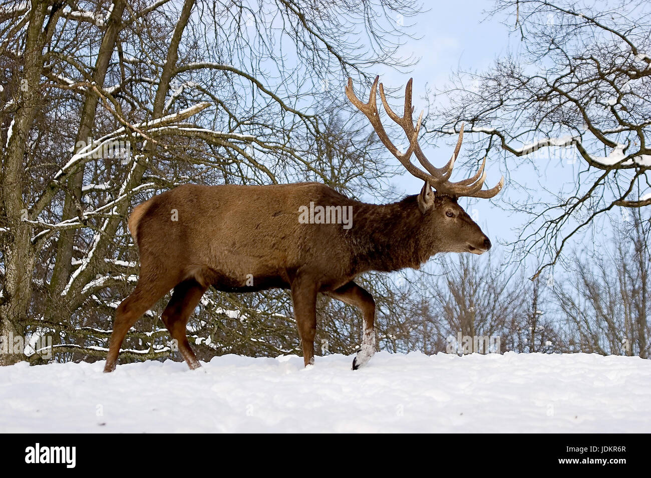 Rothirsch im Winter, (Cervus elaphus) Stock Photo