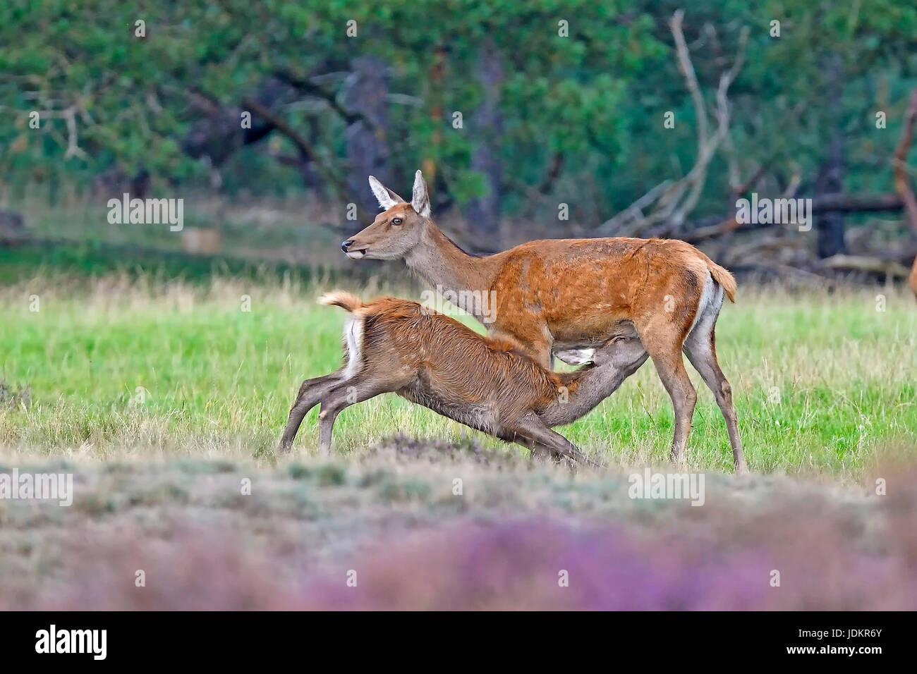 Reh saeugt Kitz, Cervus elaphus, Stock Photo