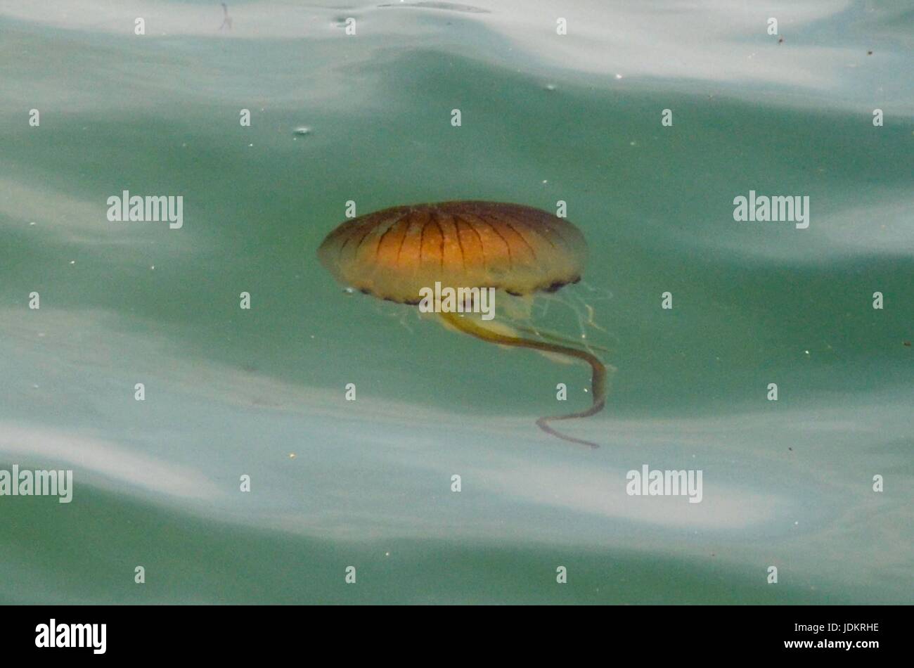 West Bay, Dorset, UK. 20th June 2017.   UK Weather.  A Compass Jellyfish in the sea just off the beach at the seaside resort of West Bay in Dorset. There have been quite a few sightings of them in the water due to the June heat wave.  Photo Credit: Graham Hunt/Alamy Live News Stock Photo
