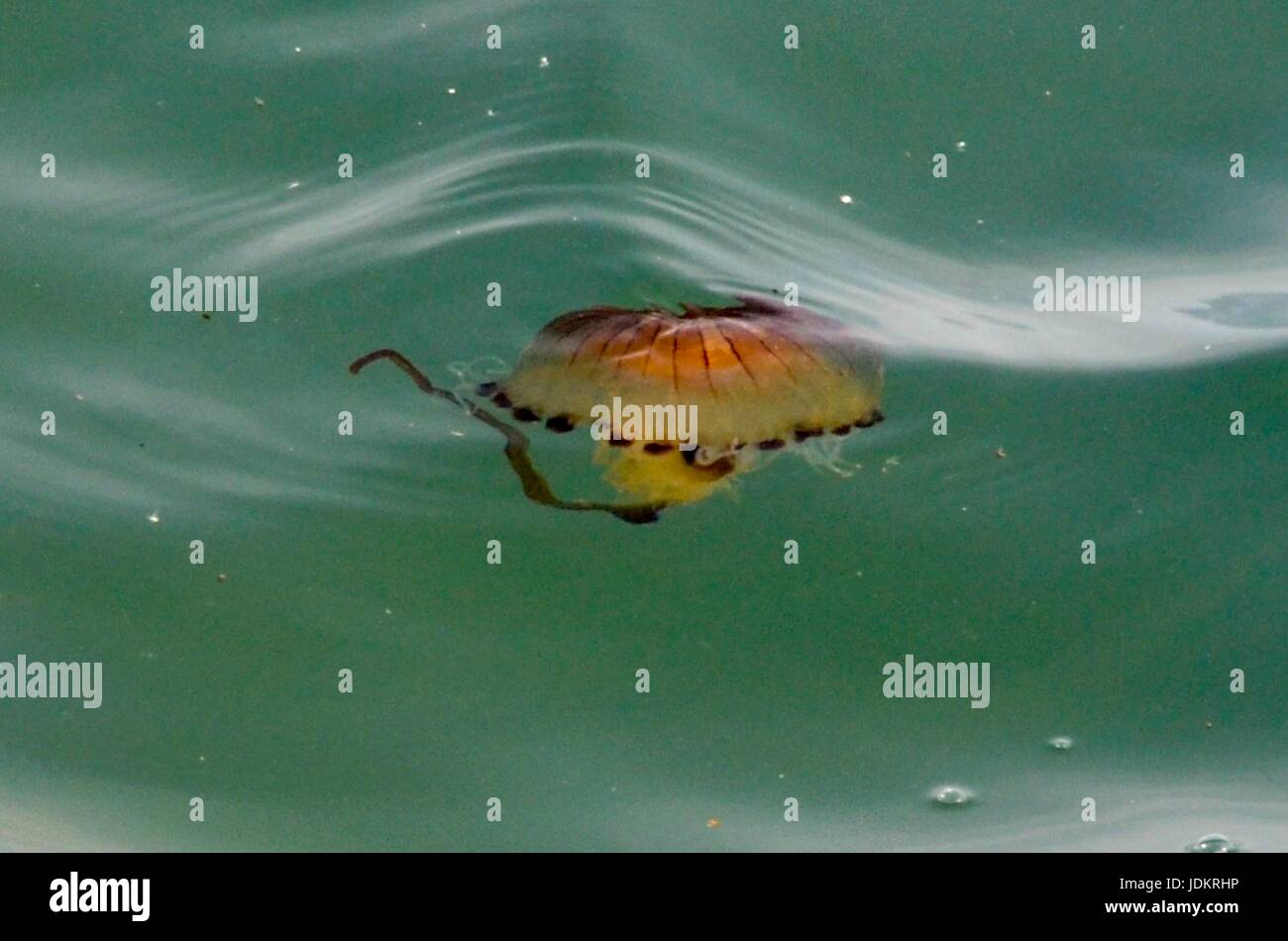 West Bay, Dorset, UK. 20th June 2017.   UK Weather.  A Compass Jellyfish in the sea just off the beach at the seaside resort of West Bay in Dorset. There have been quite a few sightings of them in the water due to the June heat wave.  Photo Credit: Graham Hunt/Alamy Live News Stock Photo