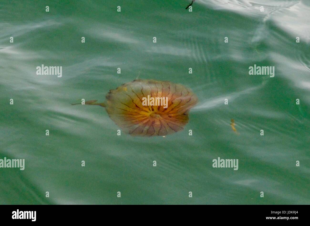 West Bay, Dorset, UK. 20th June 2017.   UK Weather.  A Compass Jellyfish in the sea just off the beach at the seaside resort of West Bay in Dorset. There have been quite a few sightings of them in the water due to the June heat wave.  Photo Credit: Graham Hunt/Alamy Live News Stock Photo