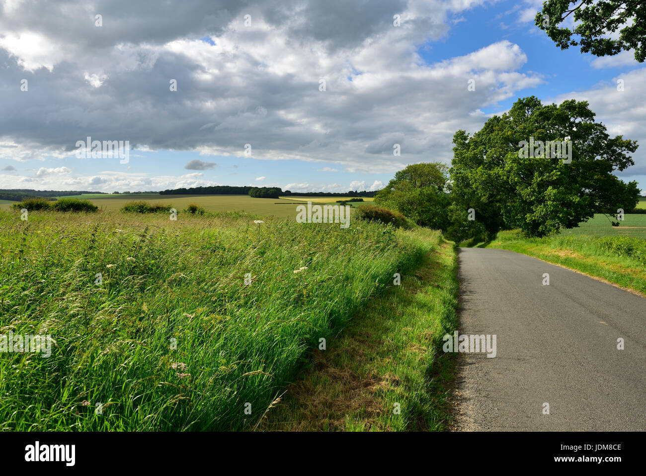 Well trimmed roadside verge along English country lane county of Wiltshire with fields in distance Stock Photo