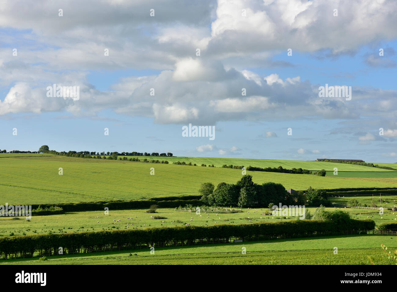 Green agricultural fields in English countryside, UK Stock Photo