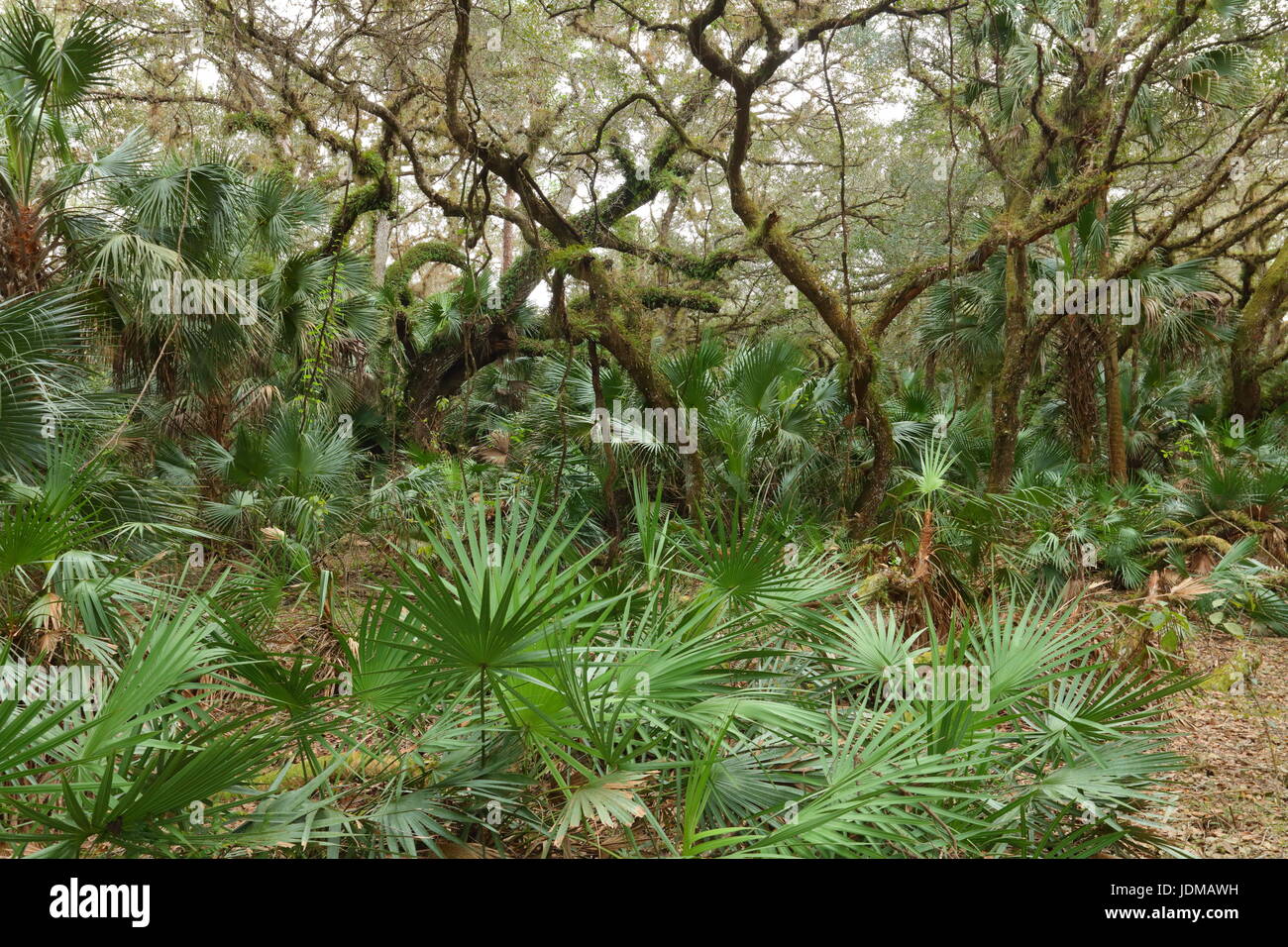 Live oak trees with saw palmetto in the understory. Stock Photo