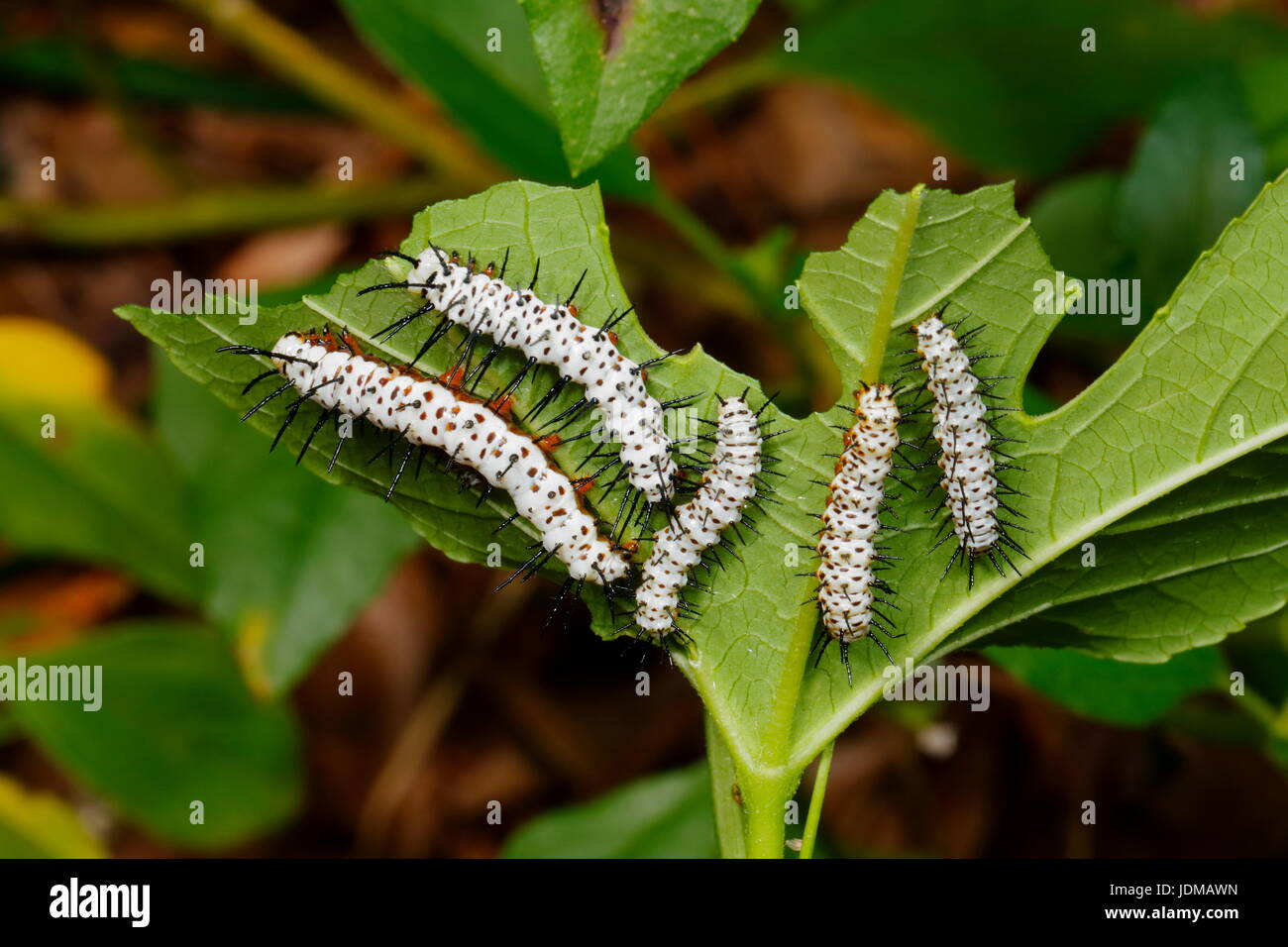 Zebra long-wing butterfly caterpillars, Heliconius charithonia. Stock Photo