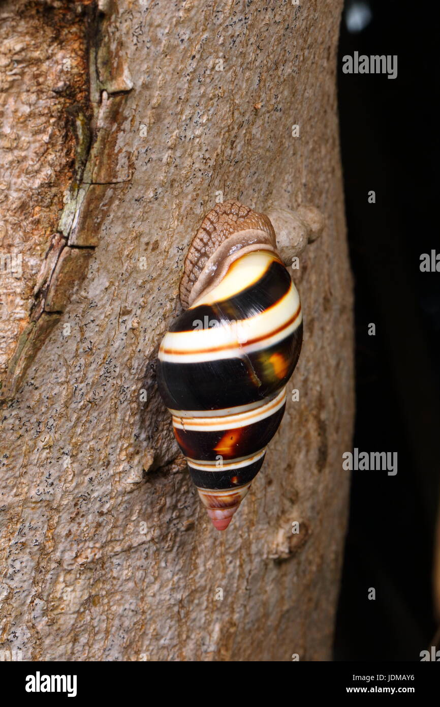 A Florida tree snail, Liguus fasciatus Stock Photo Alamy