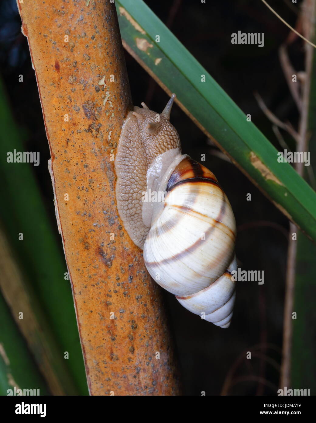 A Florida tree snail, Liguus fasciatus Stock Photo Alamy