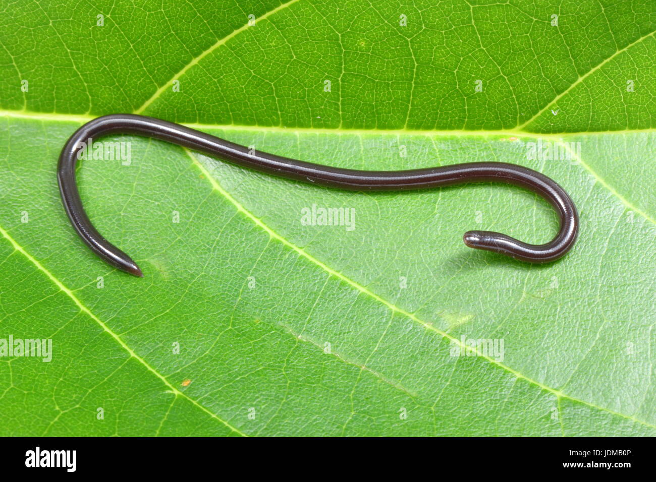 A brahminy blind snake, Indotyphlops braminus, on a leaf Stock Photo