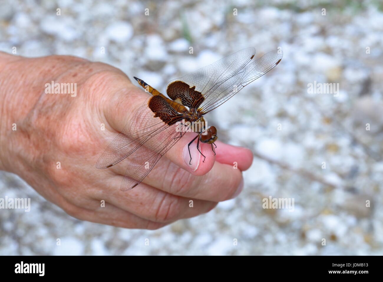 A red saddlebags dragonfly, Tramea onusta, resting on a man's hand. Stock Photo
