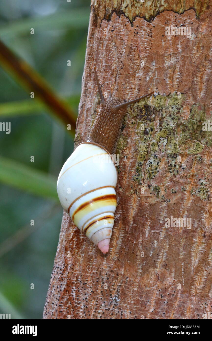 A Florida tree snail, Liguus fasciatus Stock Photo Alamy