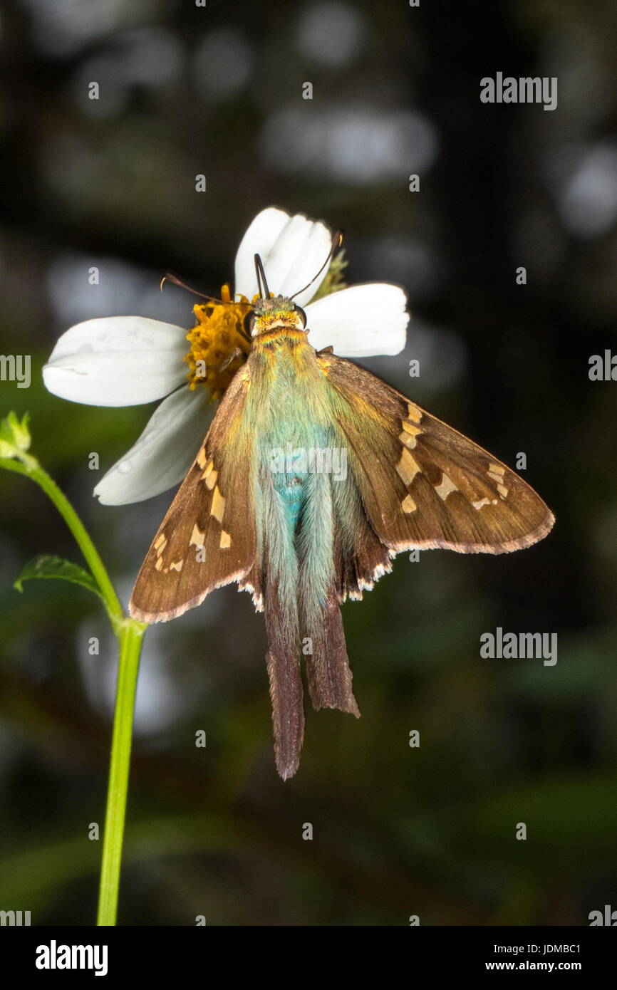 A long tailed skipper butterfly, Urbanus proteus, resting on a flower. Stock Photo