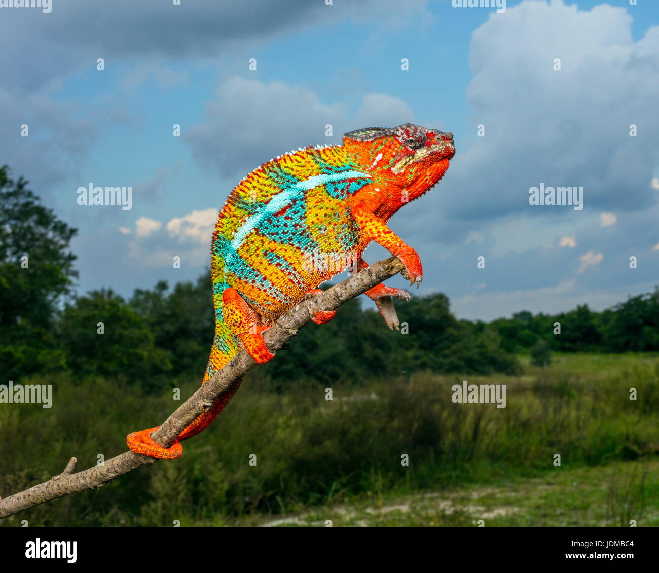 A panther chameleon, Furcifer pardalis, rests on a tree branch. Stock Photo