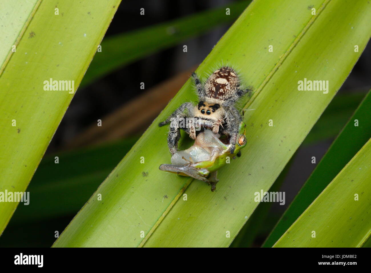 A female regal jumping spider, Phiddipus regius, preying on a squirrel treefrog, Hyla squirrella. Stock Photo