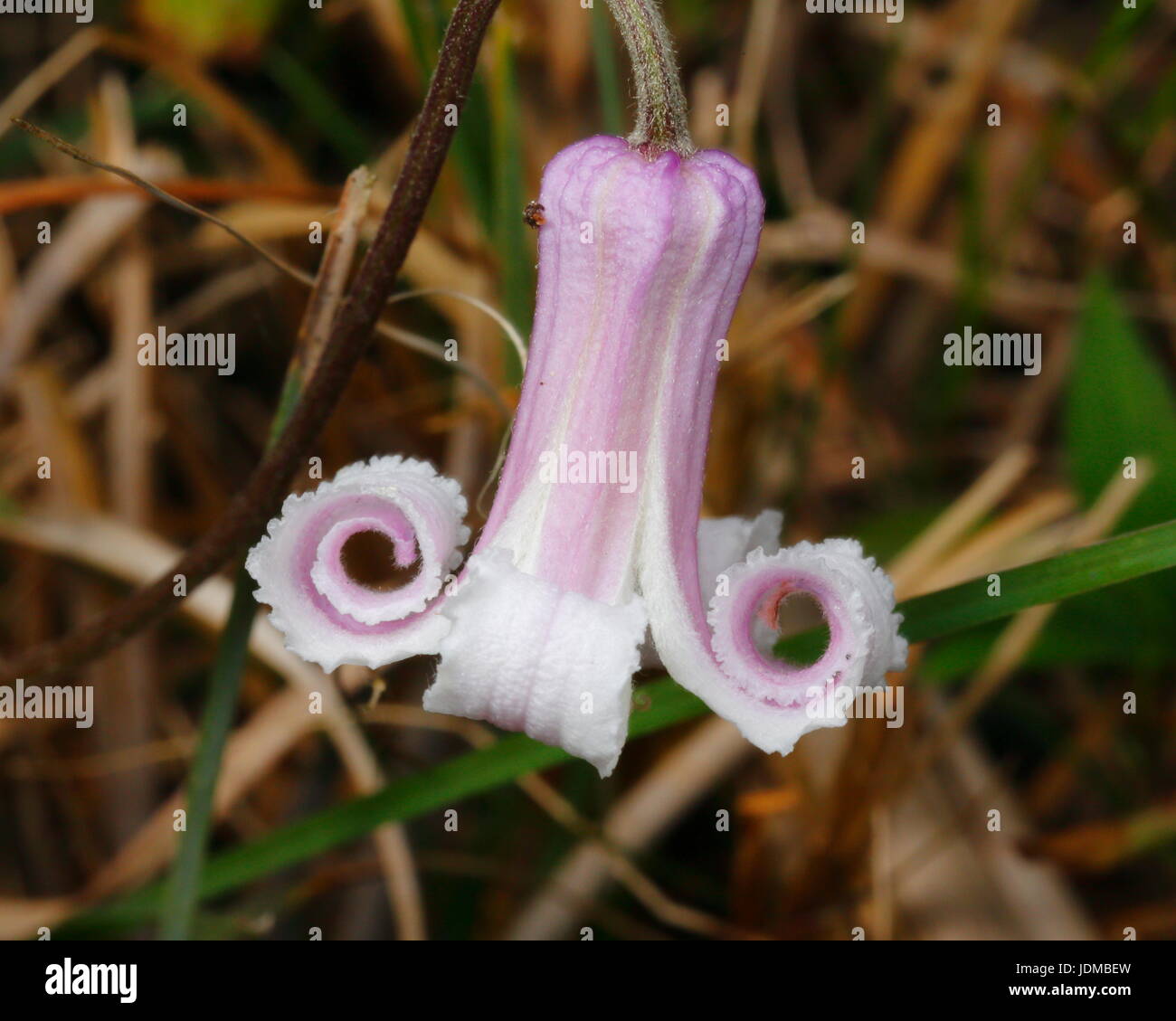 Close up of a swamp leaher flower, Clematis crispa. Stock Photo