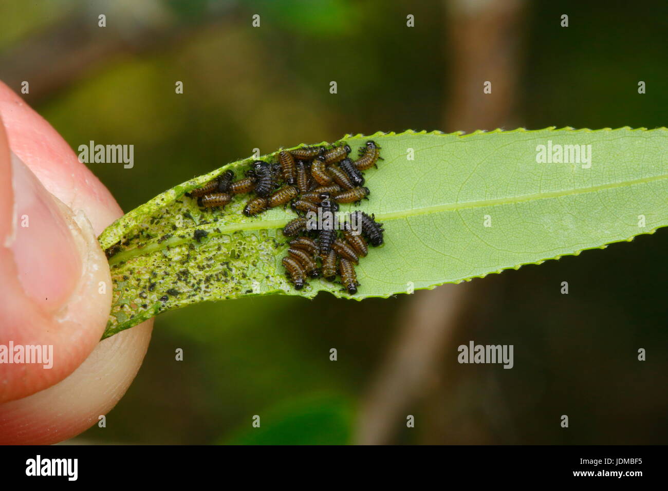 Cottonwood leaf beetle larvae, Chrysomela scripta, on willow. Stock Photo