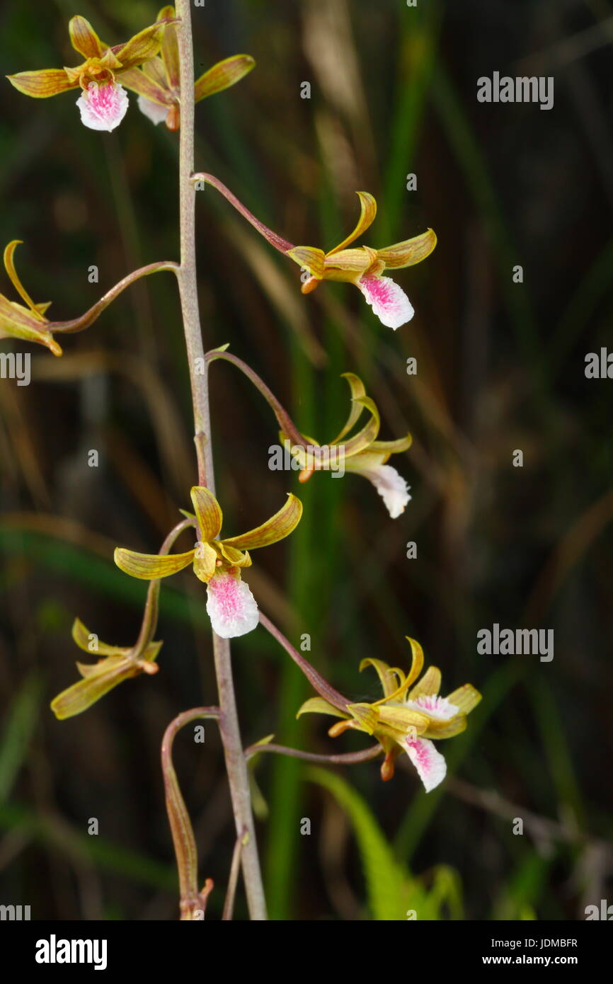 An invasive orchid, the Chinese crown orchid, Eulophia graminea. Stock Photo