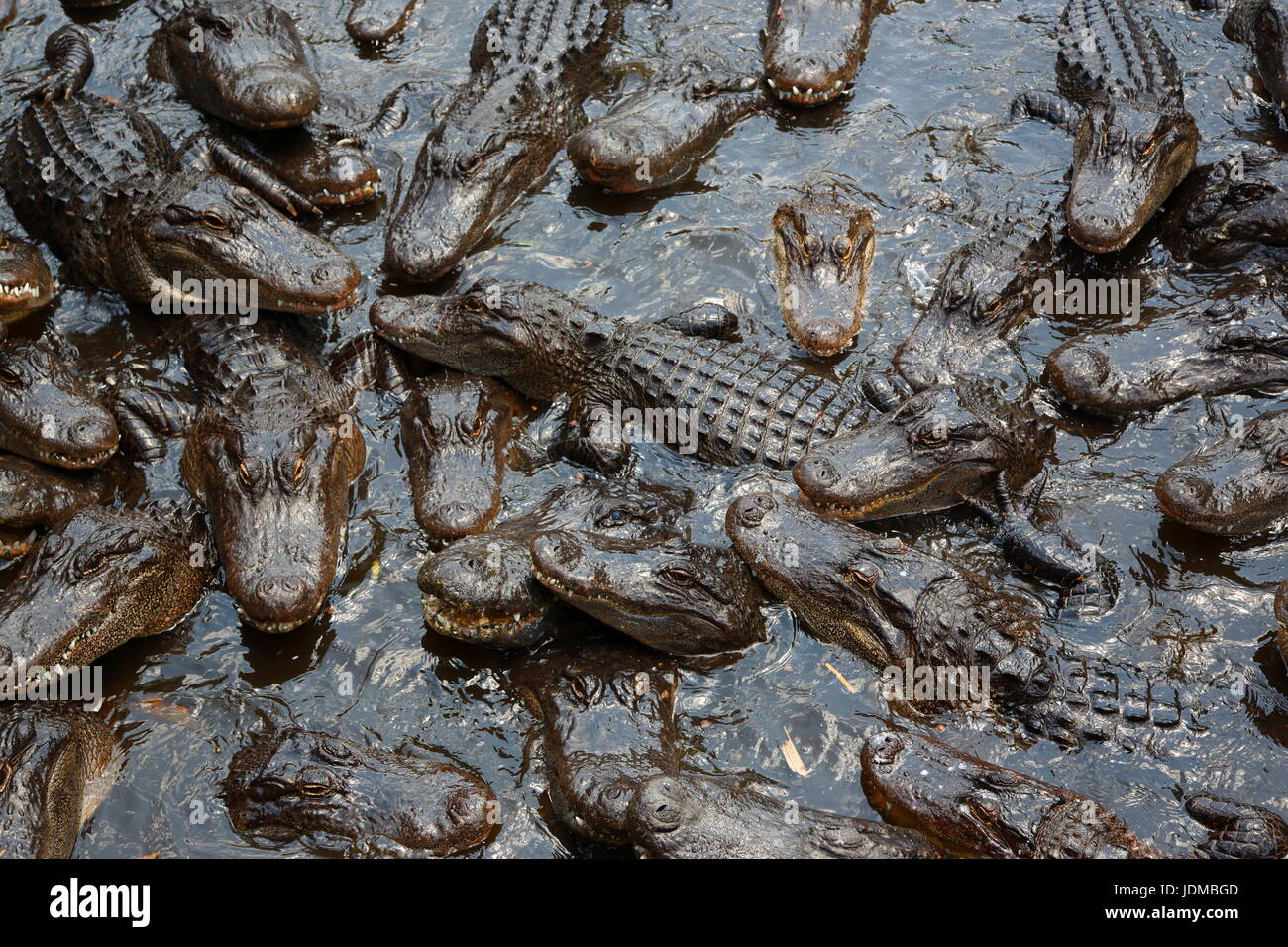 American alligators, Alligator mississippiensis, on the water's surface. Stock Photo