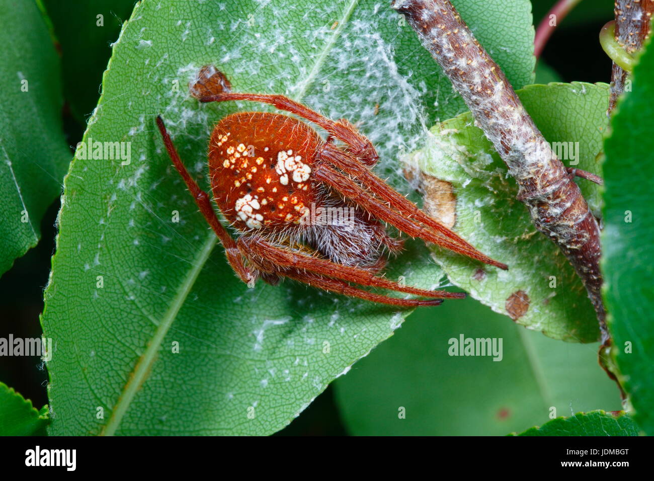 A tropical orb weaver spider, Eriophora ravilla, on a leaf. Stock Photo