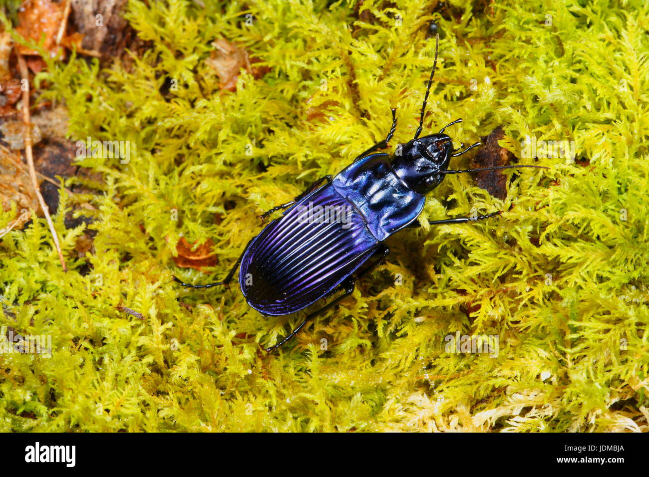 Close up of a violet ground beetle, Chalosoma claenius. Stock Photo