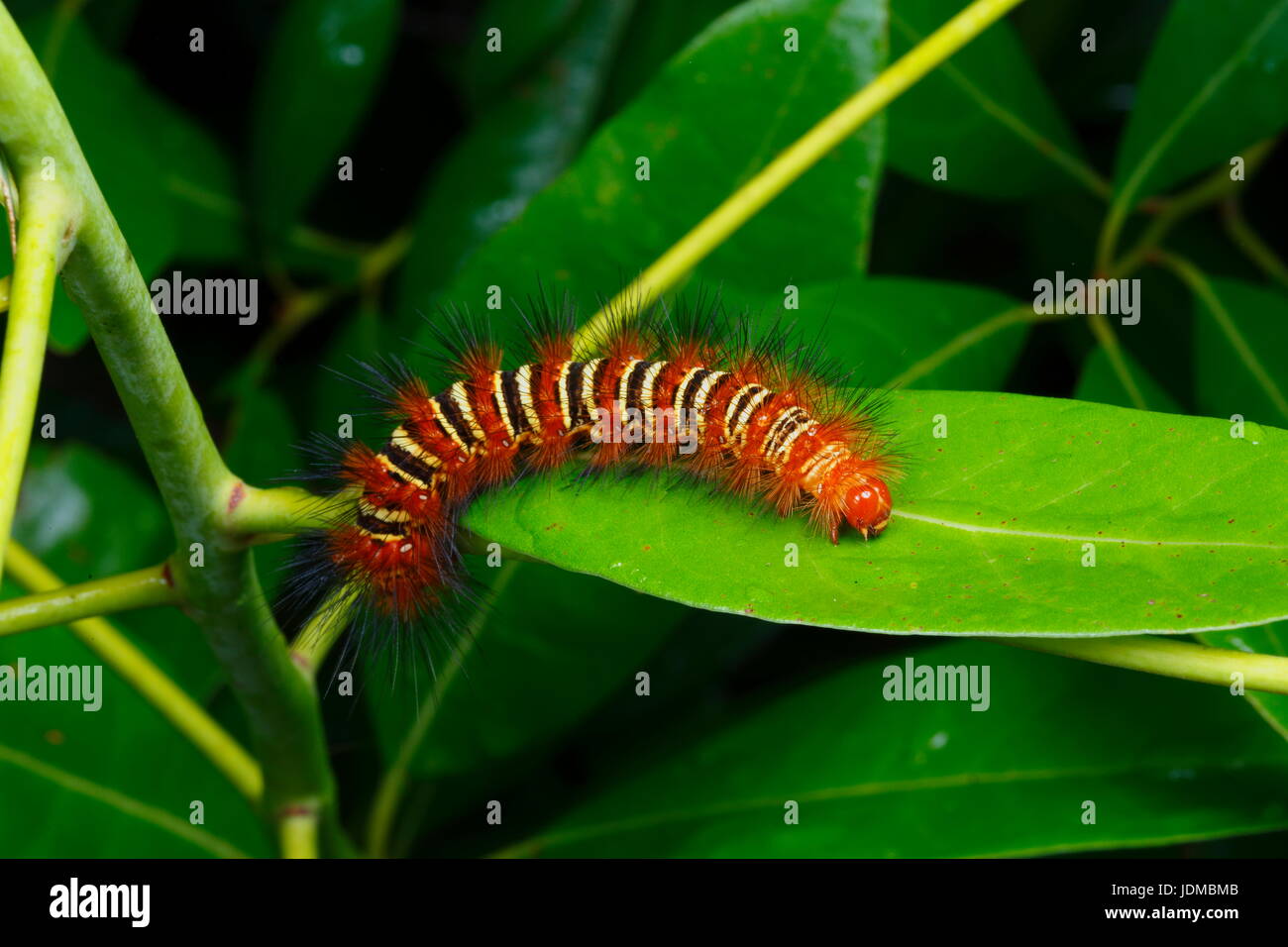 An echo moth caterpillar, Seirarctia echo, crawls on a leaf. Stock Photo