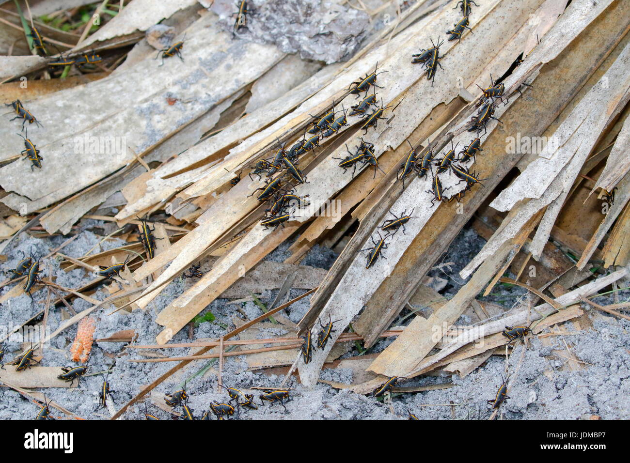 Lubber grasshopper nymphs, Romalia guttata, emerge from the ground in large groups. Stock Photo