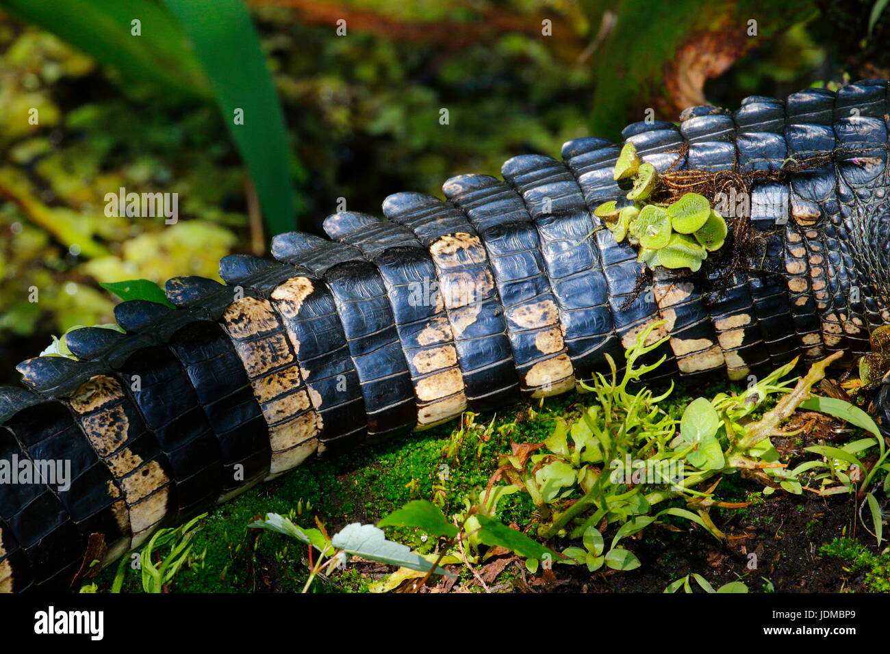 The tail of an American alligator, Alligator mississippiensis. Stock Photo