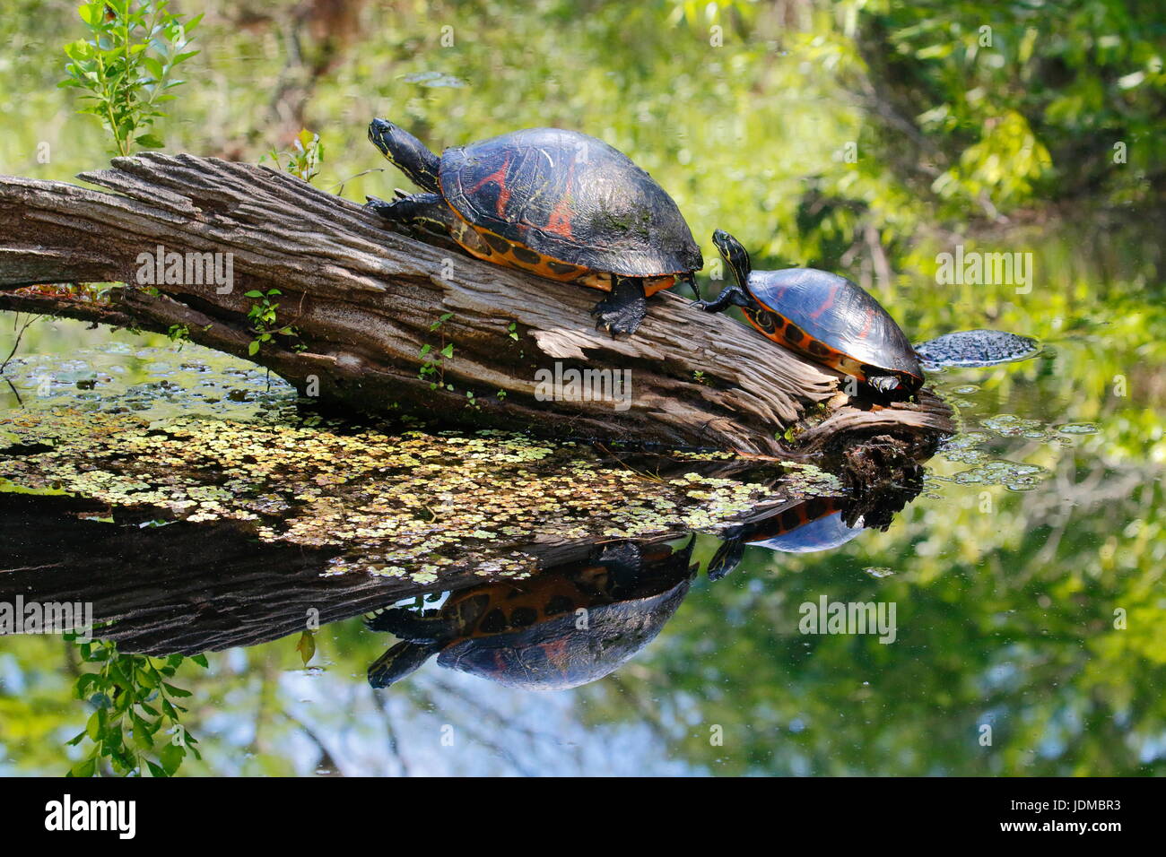 Florida red bellied cooters, Pseudemys nelsoni, on a log. Stock Photo