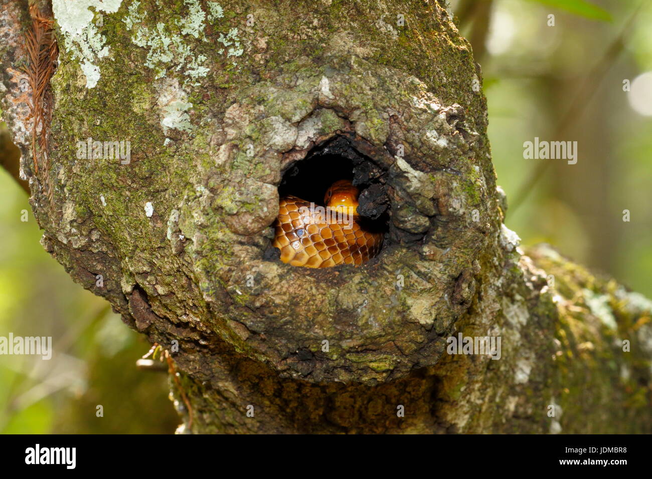 A yellow rat snake, Pantherophis obsoleta quadrivittata, holed up in a live oak tree. Stock Photo