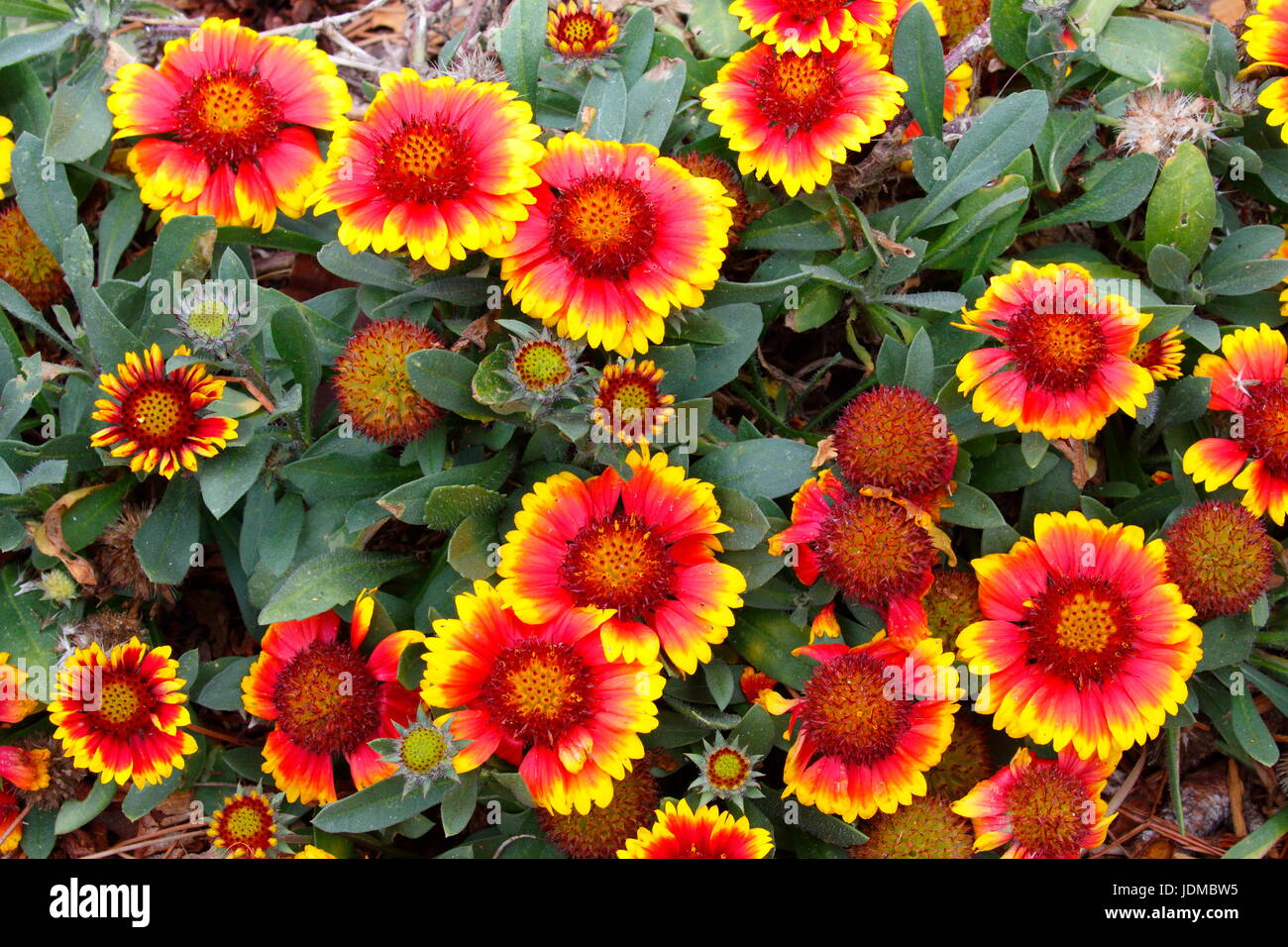 A large group of Indian blanket, Gaillardia pulchella, in full bloom. Stock Photo