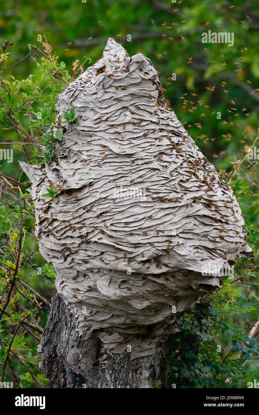 Yellowjacket hornets, Vespula maculifrons, in flight around their five foot tall hive built on a tree trunk. Stock Photo