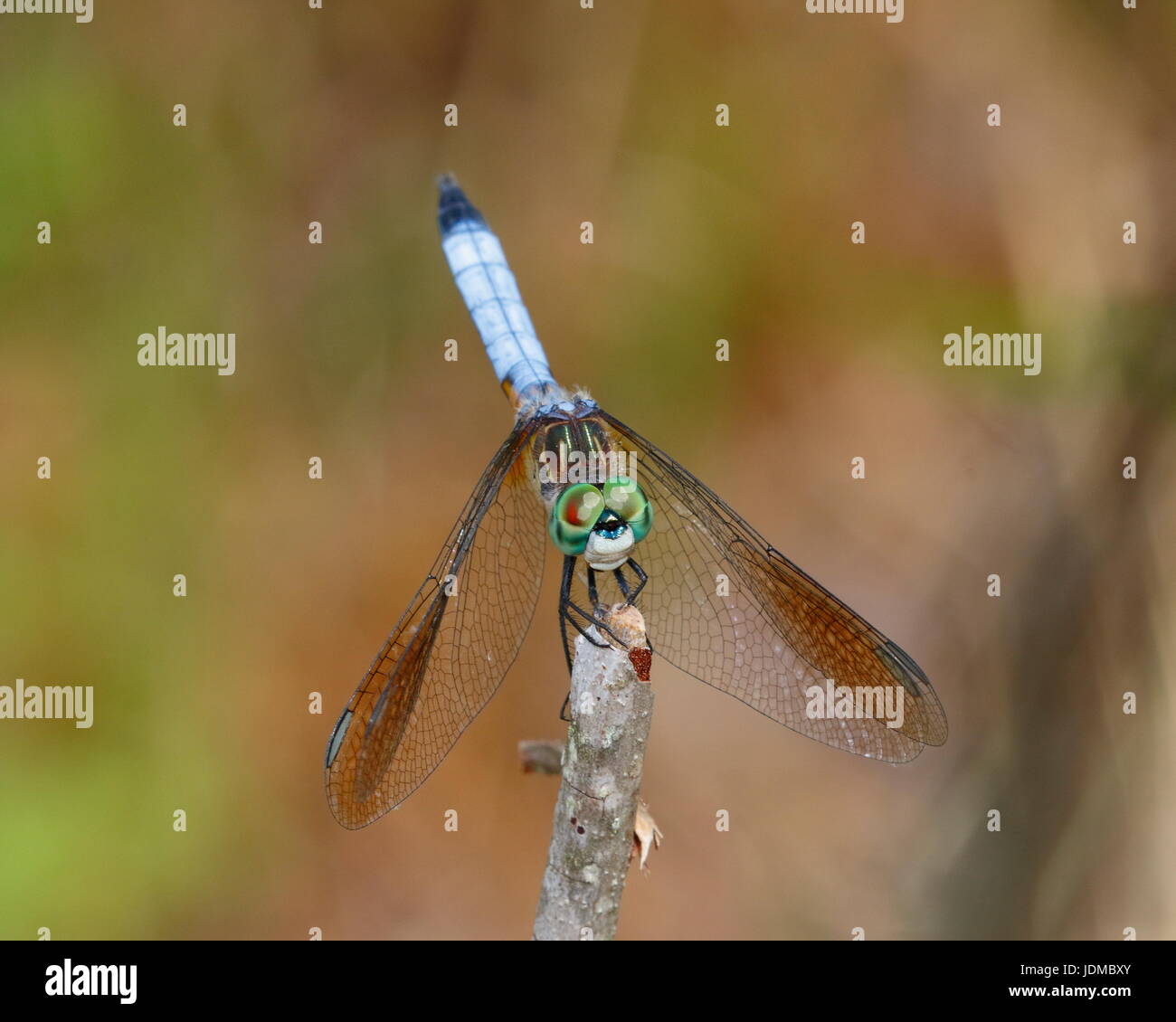 A male blue dasher dragonfly, Pachydiplax longipennis, rests on a twig ...