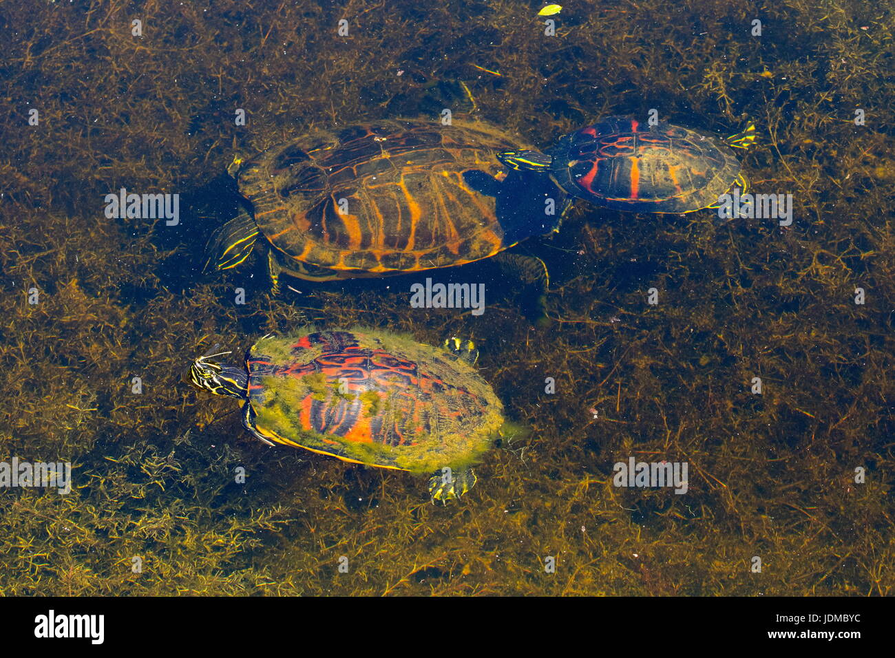 Florida red bellied cooters, Pseudemys nelsoni, on the surface of the water. Stock Photo