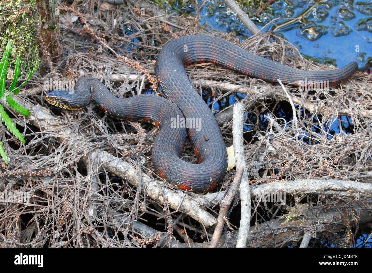 A Florida banded watersnake, Nerodia fasciata pictiventris, resting on forest debris. Stock Photo