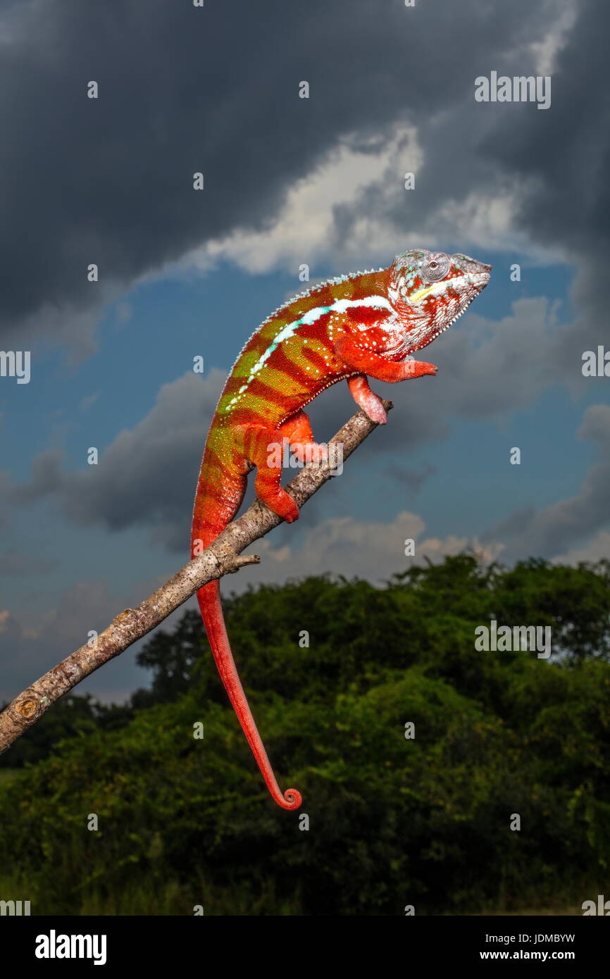 A panther chameleon, Furcifer pardalis, resting on a tree branch. Stock Photo