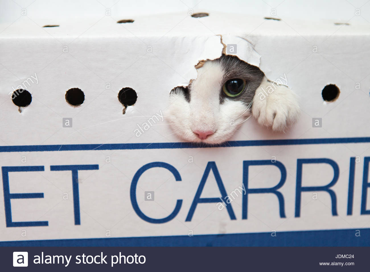 large breed dog training