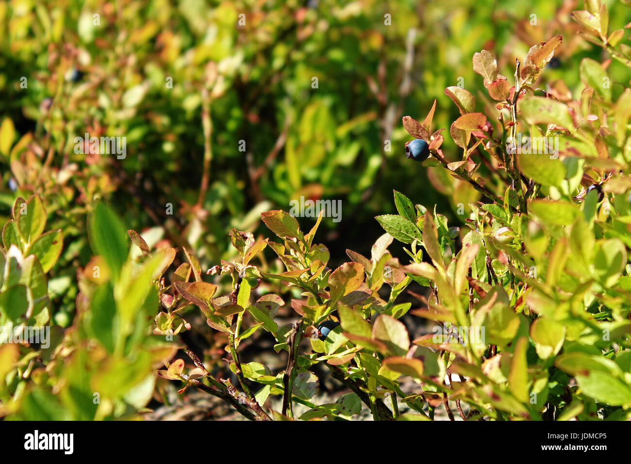 Wild blueberries growing in the Black Forest, Germany Stock Photo Alamy