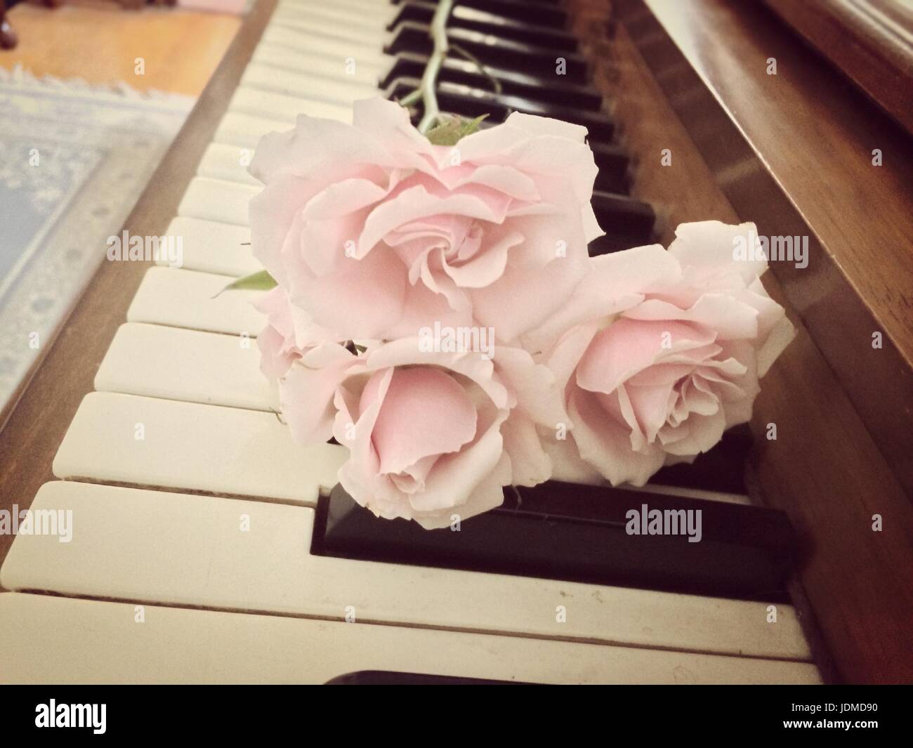 Ivory Rose High Resolution Stock Photography and Images Alamy